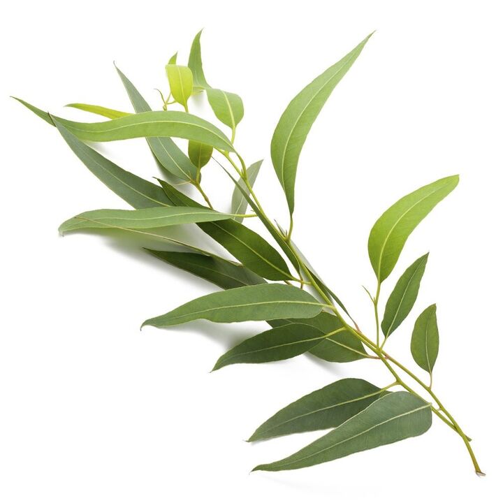 Zxcvbnmqwert cream contains eucalyptus extract